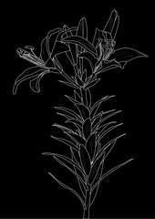 white lily with two blooms and buds outline illustration