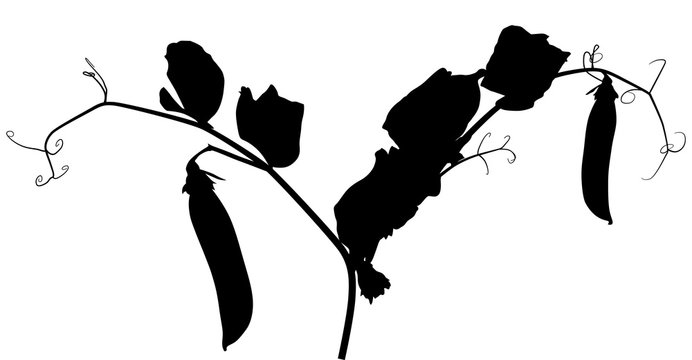 pea plant silhouette with two pods isolated on white