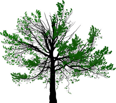 green pine large tree illustration