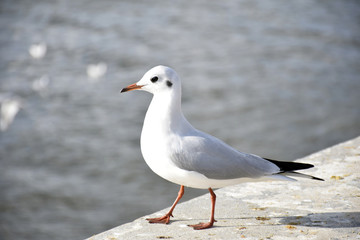 seagull