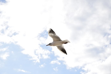 seagull