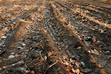 Obraz premium Plowed field before winter, brown earth.