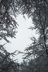 Abstract frame from trees branches, winter day