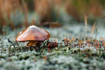 Edible Mushrooms (oily) close-up in the forest on bluish moss. The concept of a mushroom season.