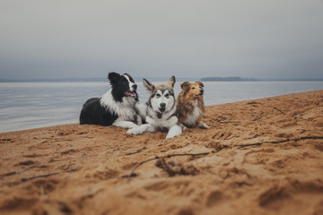 Three dogs playing on the autumn beach