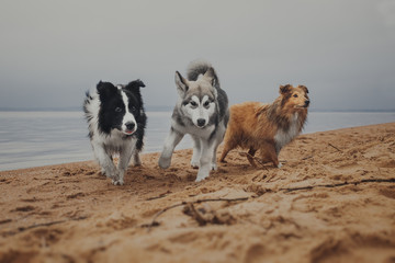 Three dogs playing on the autumn beach