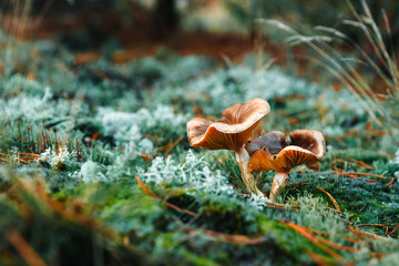 Red mushrooms in the forest, turquoise moss, close-up. The concept of a mushroom season.