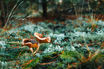 Red mushrooms in the forest, turquoise moss, close-up. The concept of a mushroom season.