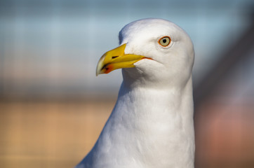 Seagull