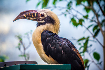 Toucan, Big beak bird