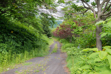 Fototapeta premium 森の中