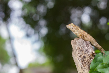 Chameleon Asia.