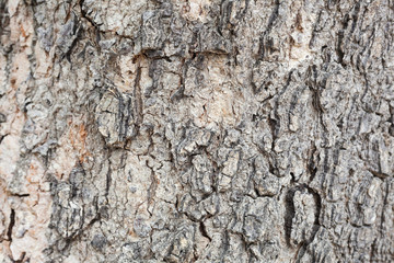 Bark tree
