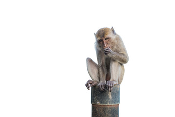 Fototapeta premium Isolated monkey sitting on a steel