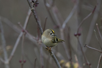 Wintergoldhähnchen