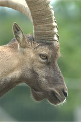 Alpen Steinbock
