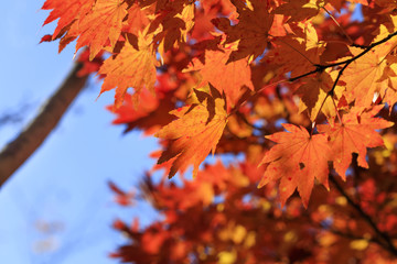 Fall, Tokyo, Autumn leaves - Fall of Japan