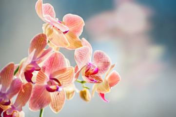Naklejka na ściany i meble Macro image of pink orchid flower, selective focus