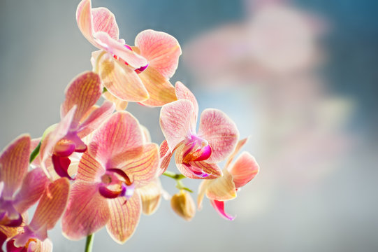 Macro image of pink orchid flower, selective focus
