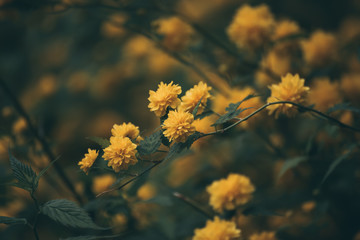 Summer yellow flowers, vintage hipster dark background