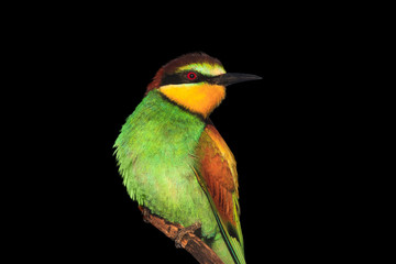 Christmas bird isolated on black background