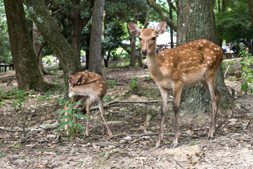 Two small deer without horns walk through the forest. Full-grown, close-up view