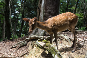 A small deer without horns walks through the forest. Full-grown, close-up view