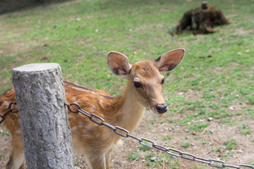 Hand deer close-ups walking along the street