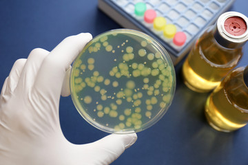 細菌の鑑別　緑膿菌　Pseudomonas aeruginosa