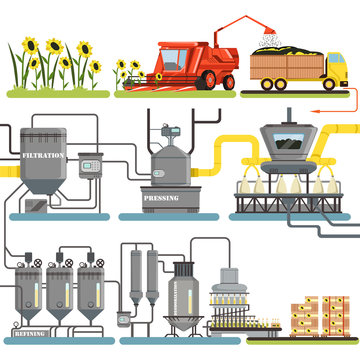 Sunflower oil production process stages, harvesting sunflowers and packing of finished products vector Illustrations