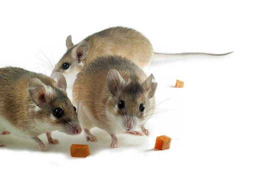 three light yellow spiny mouses with white bellys on a white background with pieces of fruit or vegetables