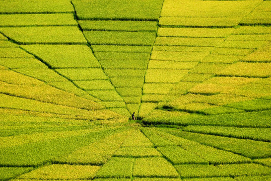 Lone farmer at center of a lingko, a communal rice field shaped like a spiderweb, Cancar, Flores, Indonesia