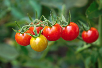 Closeup of cherry tomatoes in the garden