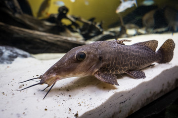 Catfish cleaner laying on the sandy aquarium floor