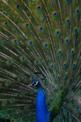 Obraz premium Peacock with feather detail