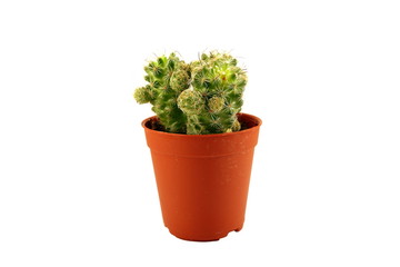 Cactus in pot isolated on white background