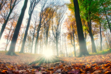 Nature is calling. The sun is rising in a misty forest. Relax and enjoy the sound of natures...