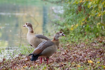 duck in a chateau garden