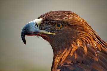 Russia. The South Of Western Siberia,  Raptors of the Altai mountains