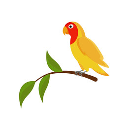 Yellow Lovebird on a branch