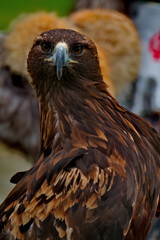 Russia. The South Of Western Siberia,  Raptors of the Altai mountains