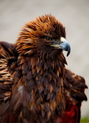 Russia. The South Of Western Siberia,  Raptors of the Altai mountains