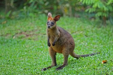 Wallaby marron roux d'Australie de la côte Est entre la Rain forest et la Golden coast . Famille des marsupiaux comme les kangourous.