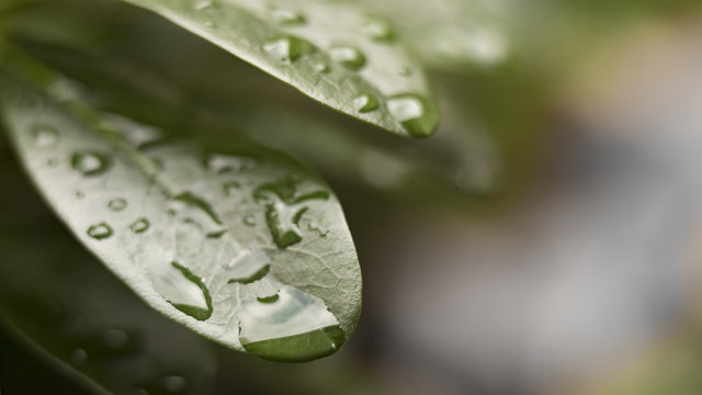 Green leaf after with water drops after a rainstorm