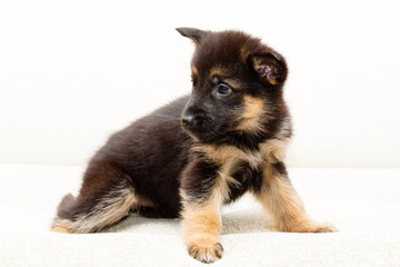 Little puppy of Shepherd