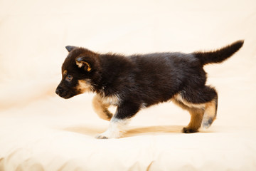 Little puppy of Shepherd