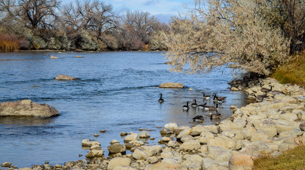 The Gathering of Geese 