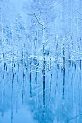 雪の降った美瑛白金の青い池
