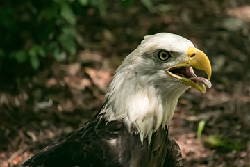 Up-close Eagle