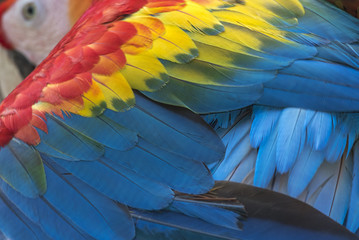 Fototapeta premium Beautiful scarlet macaw feathers